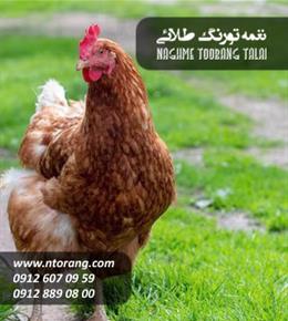 نیمچه مرغ گلپایگانی دو ماهه 